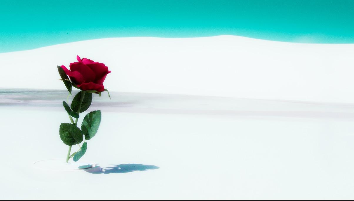 Uma rosa vermelha fincada na areia branca dos Lençóis Maranhenses